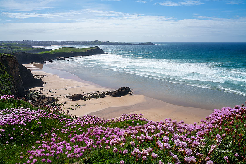 Whipsiderry Beach, Sea Pinks, Newquay