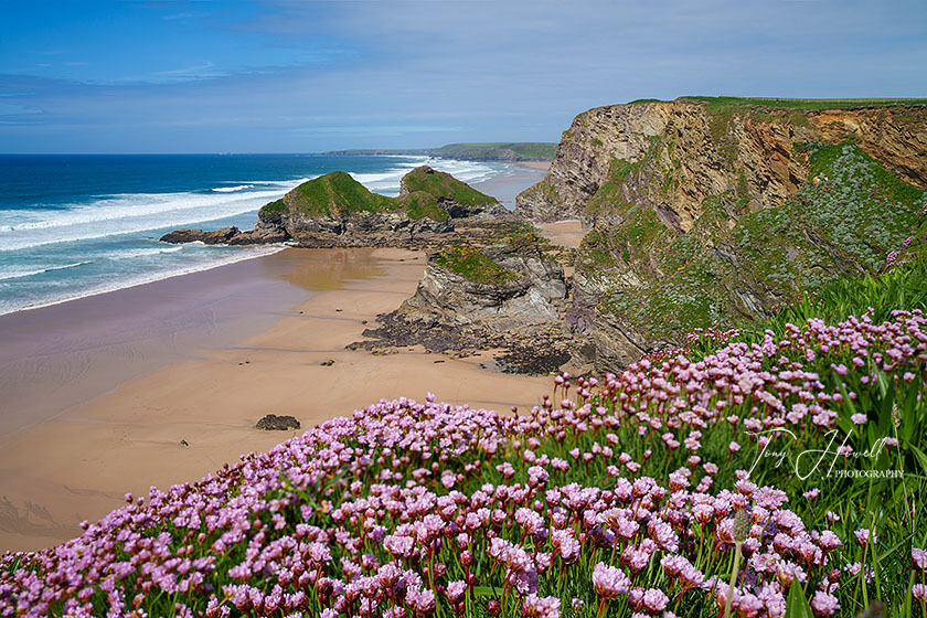 Whipsiderry Beach, Newquay, Sea Pinks