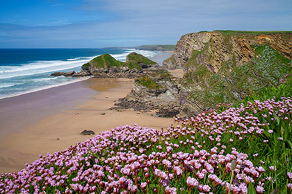 Whipsiderry-Beach-Sea-Pinks-Newquay-Cornwall