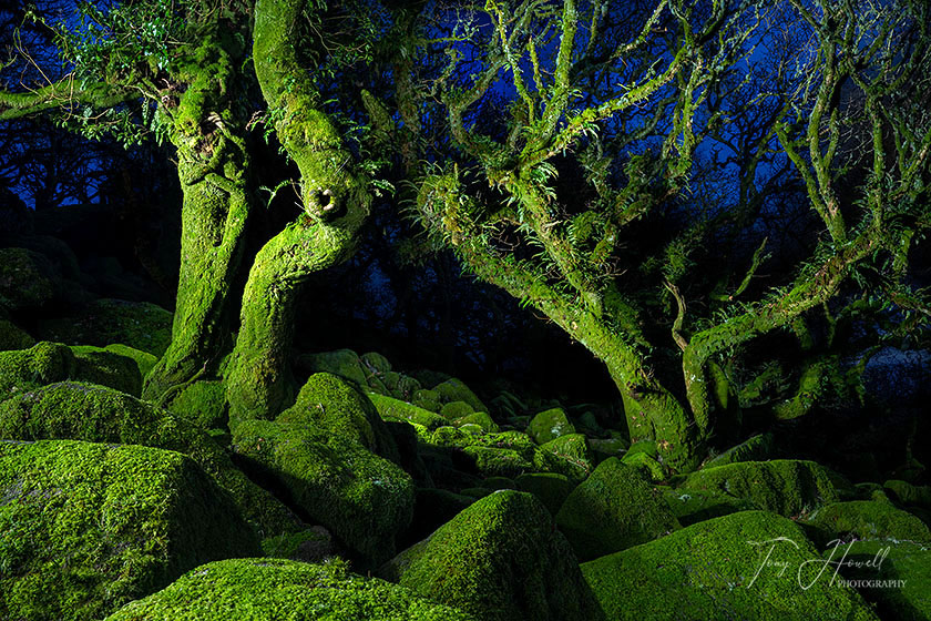 Wistmans Wood, Night, Dartmoor