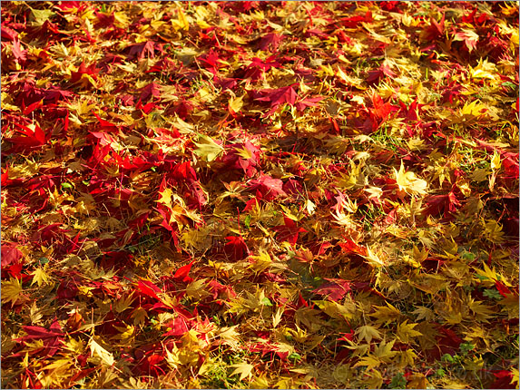 Acer leaves, Autumn