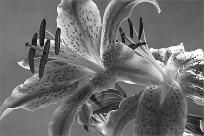 Lily, black and white