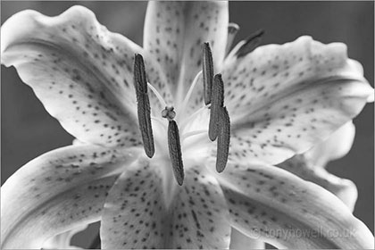 Lily, black and white
