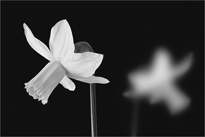 Daffodil black and white