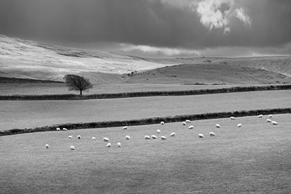 Dartmoor View