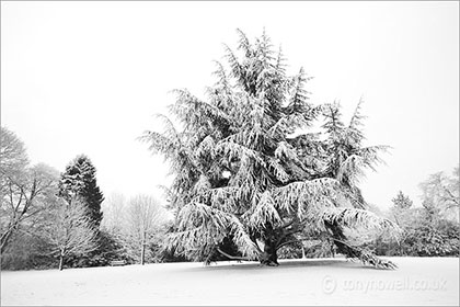 Fir Tree, Snow