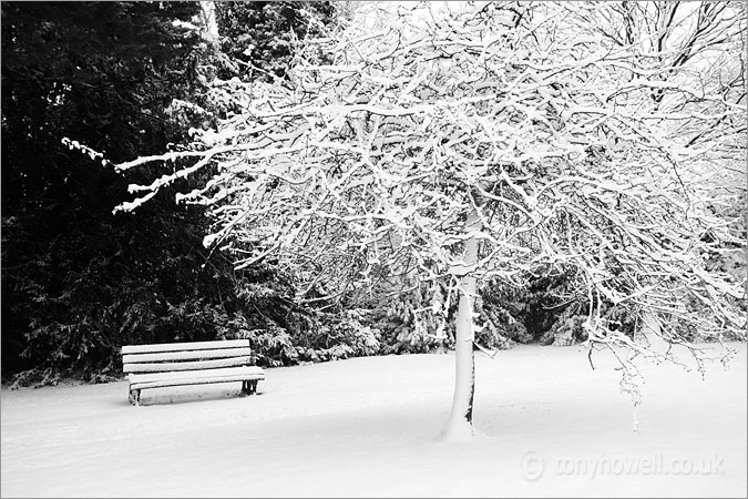 Bench,Tree, Snow 