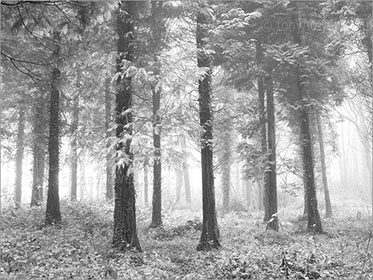 Pine Trees in Mist