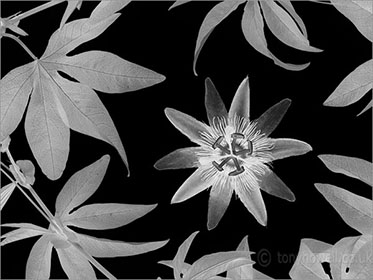 Passion Flower, black and white
