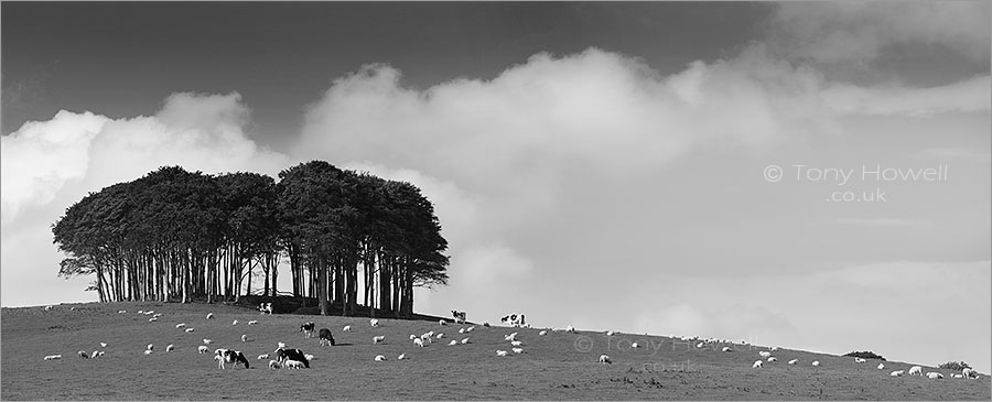 Beech Tree Copse, Cornish Border