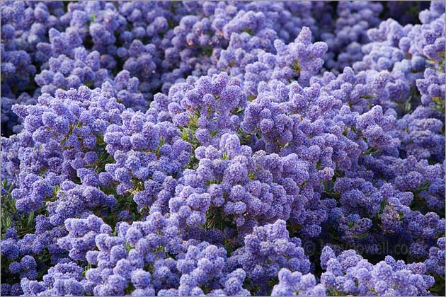 Blue Ceanothus Flowers