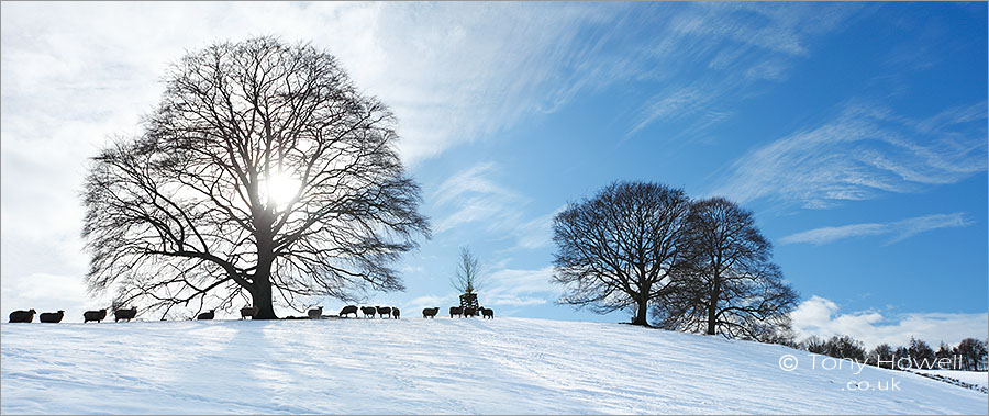 The Cotswolds, Trees, Sheep, Snow