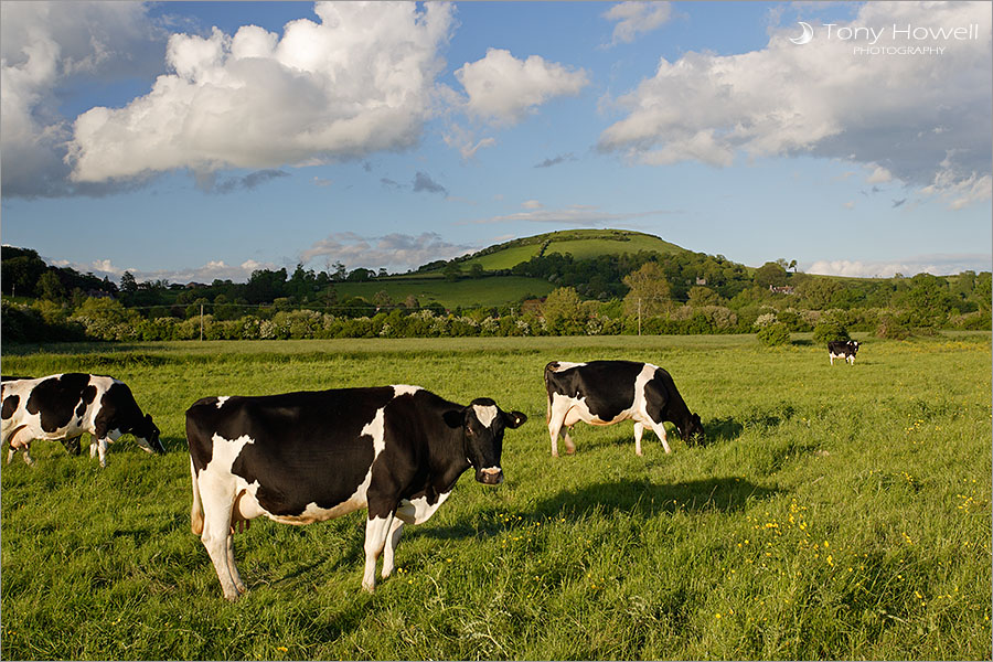 Cows, Brent Knoll