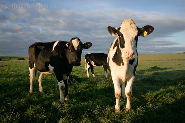 Cows, Silbury Hill