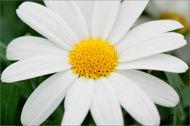 Daisy, Margeurite