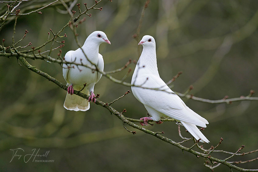 Doves Courting