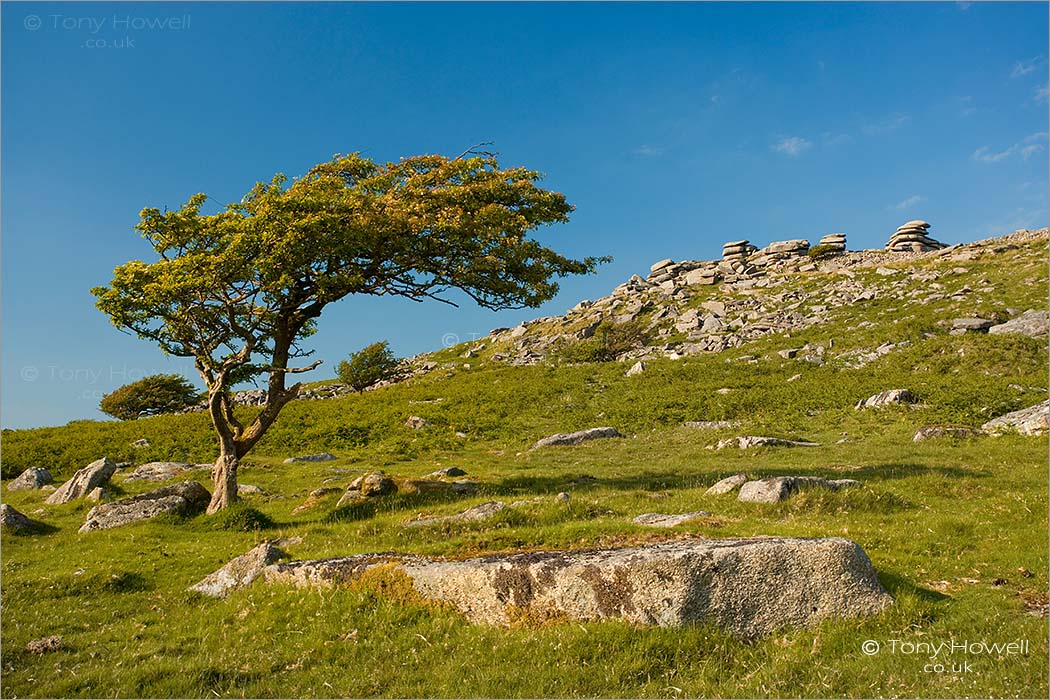 Hawthorn Tree, The Cheesewring, Bodmin Moor