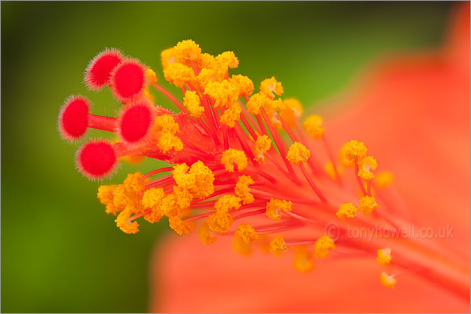 Hibiscus, Orange