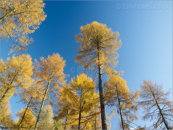 Larch Trees, Autumn