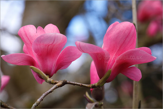 Magnolia sprengeri Diva