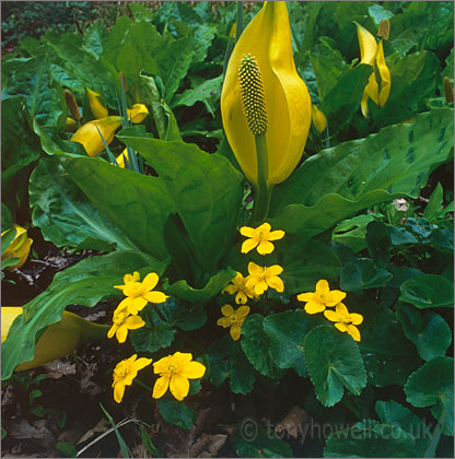 Skunk Cabbage and Marsh Marigolds