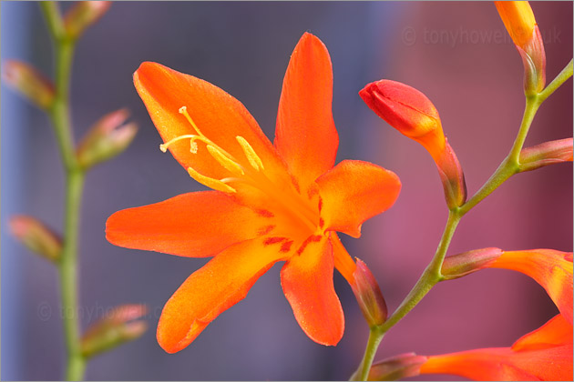 Orange Crocosmia Flowers