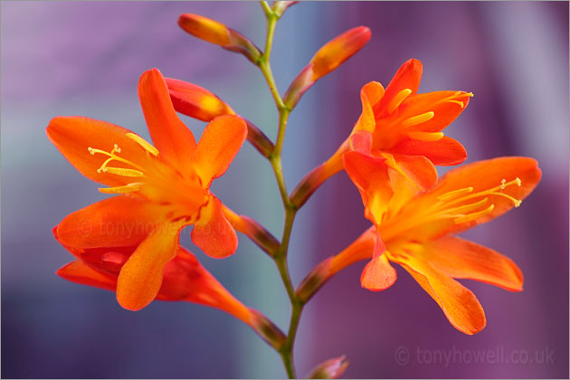 Orange Crocosmia Flowers