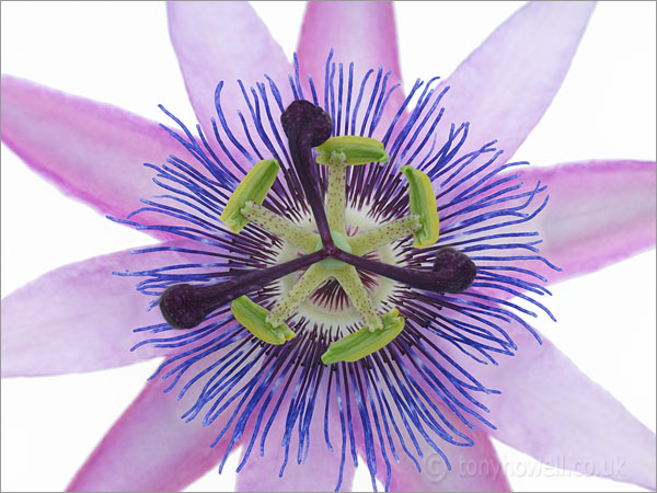Passion Flower - Passiflora amethyst
