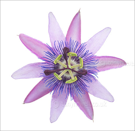 Passion Flower - Passiflora amethyst