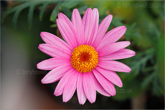 Pink Chrysanthemum
