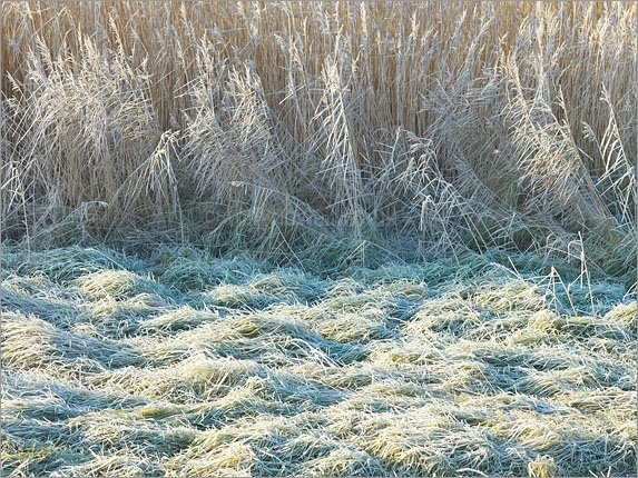 Reeds, Grass, Frost