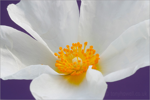 White Rock Rose Flower