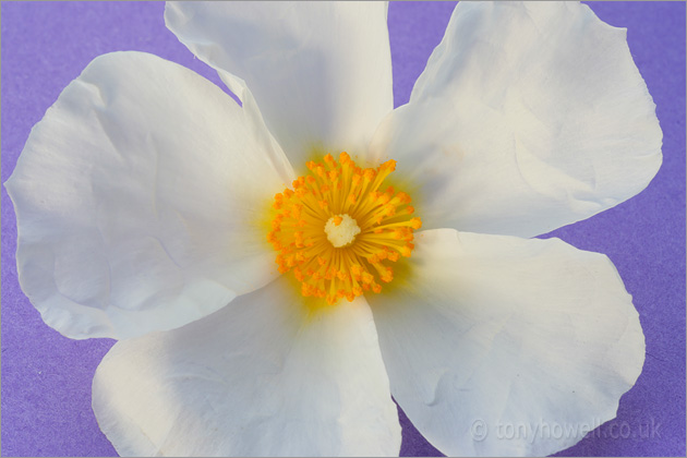 White Rock Rose Flower