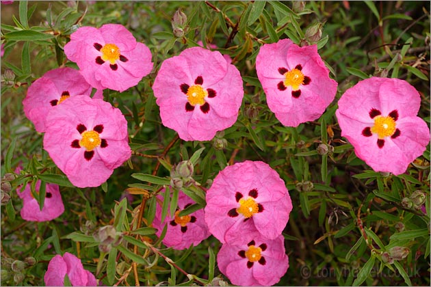 Pink Rock Rose - <em>Cistus x purpureus</em>