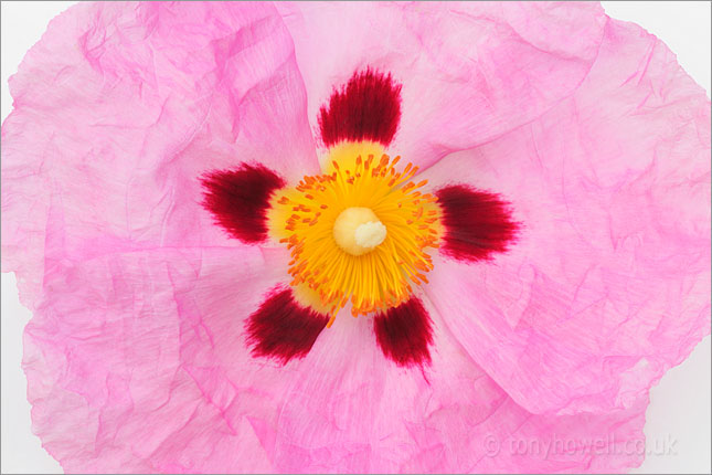 Pink Rock Rose - <em>Cistus x purpureus</em>