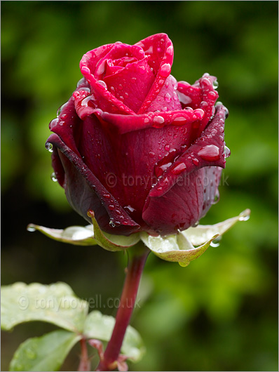 Red rose bud, raindrops