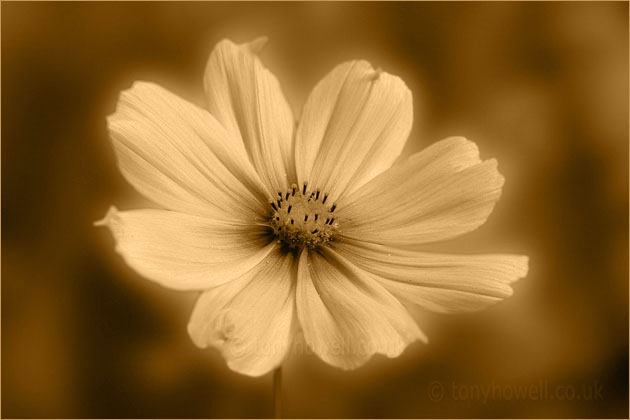 Sepia Cosmos Flower