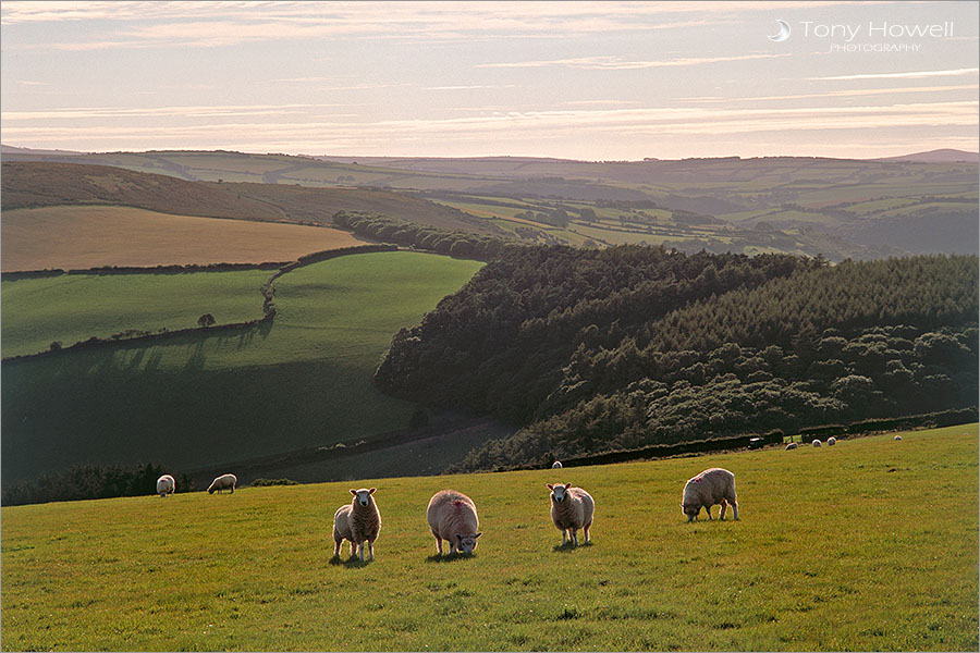 Sheep, Exmoor