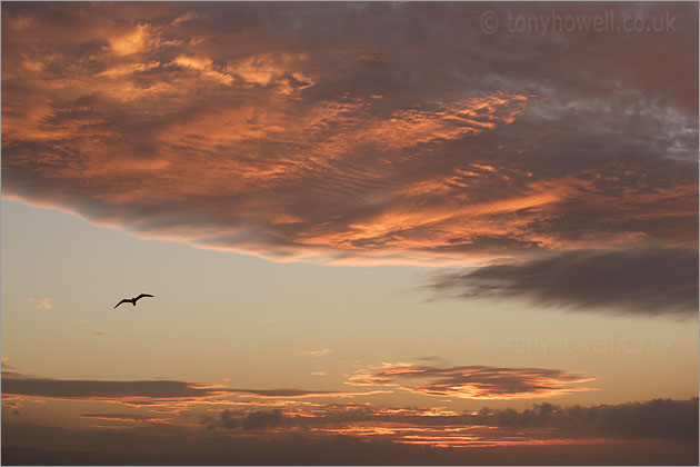 Sky, Seagull
