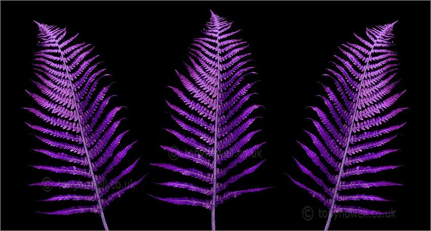 Three Purple Ferns