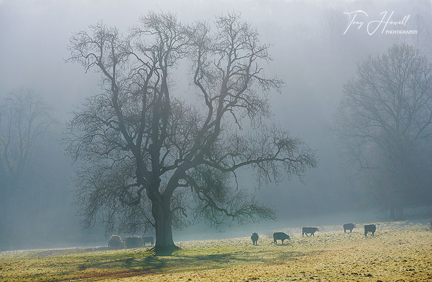  Tree, Cows, Fog
