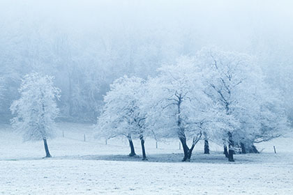 Trees, Frost