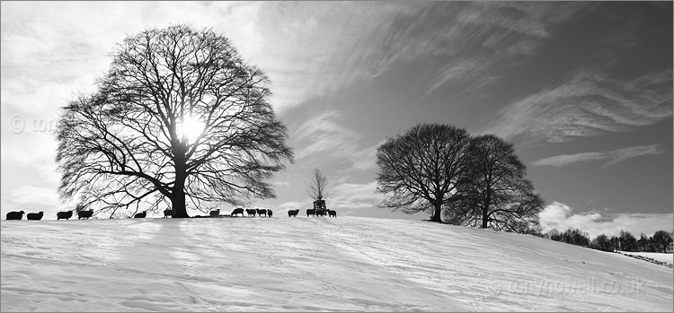 Trees, Sheep, Snow, Miserden, The Cotswolds