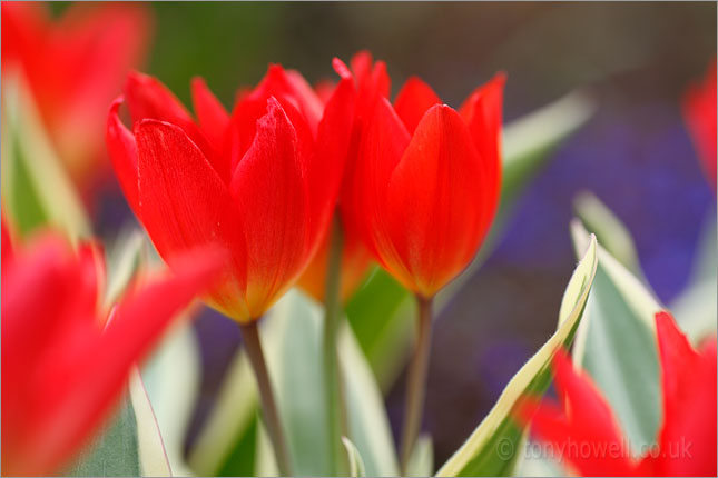 Tulip Pr. Fusilier