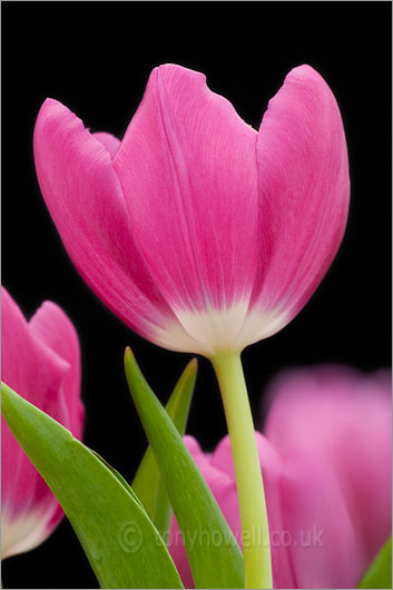 Tulip, Pink