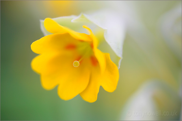 Yellow Cowslip Flower