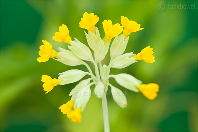 Yellow Cowslip Flowers 