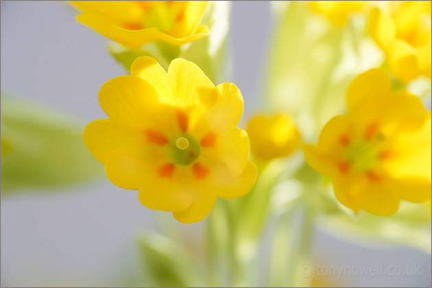 Yellow Cowslip Flowers