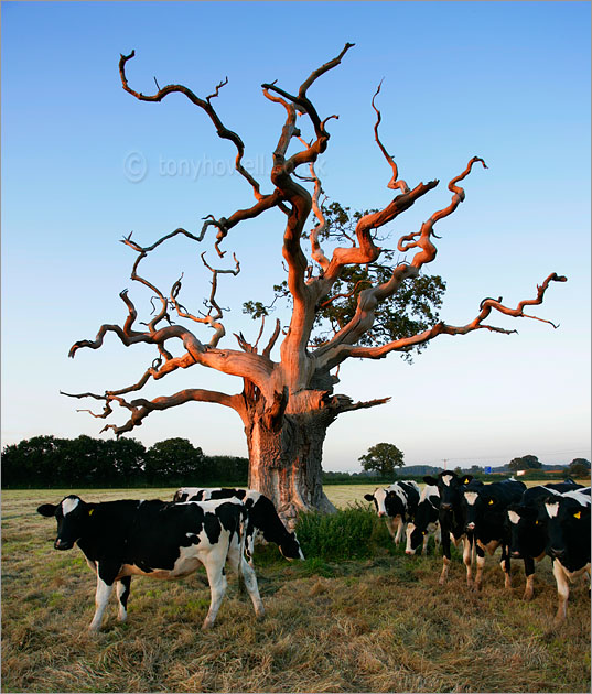 Young Bulls, Oak Tree