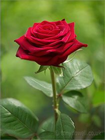 Rose, red